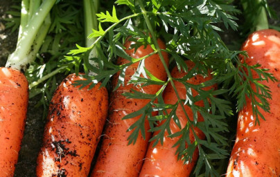 Beta karoten ali vitamin A? Beta karoten ali vitamin A?